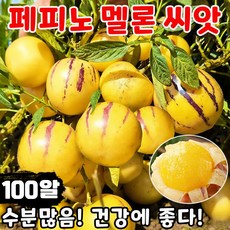 [빠른배송] 100/200/300 페피노 멜론 씨앗 모종 노란 과육 인생과 신품종 페피노 멜론 씨앗 분재 크림향 혈당괄리 SUOSER, 100개
