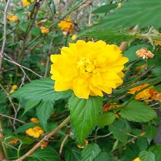 충주원예조경 / 황매화 / 80cm / 개화주, 1개