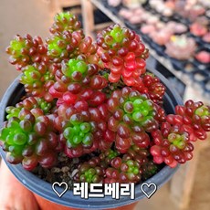 [고급다육이], 레드베리다육이, 1개