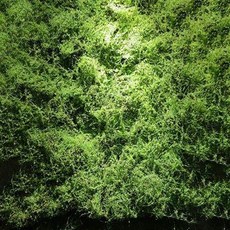 인조 이끼 가짜 잔디, 3번 모스 라이트 벨벳 터프, 1개