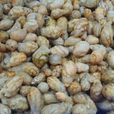 당일조업 남해안 오만둥이 생물, 1박스, 생물 1kg