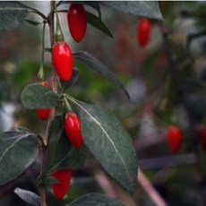 잉글랜드 국산 청양 건 구기자 차 300g 500g, 구기자300g, 1개