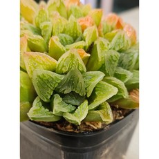 팅커벨 미노르하월시아, 1개