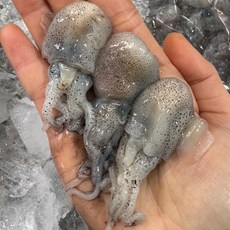 싱싱햇 국산 생물 귀꼴뚜기 횟감 귀오징어 꼴뚜기, 1세트, 500g(50미내외)