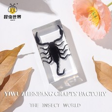 곤충 표본 자연의 세계에 대한 엿보기, 7 3cm 1