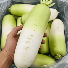 제주 세척 무 3kg / 5kg / 7kg / 10kg, 1개, 제주 세척 무 7kg(5-7개)