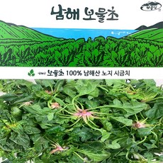 [당일발송 특가] 스마일 섬초 남해 보물초 시금치, 1개, 500g
