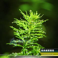 AC草影 南美細葉寶塔 水草造景 四株, 1個