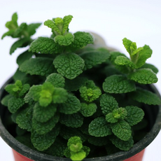 허브식물 2+1 애플민트 생화 세트 향기 가득 인테리어 마이그린 식물 초보자도 쉽게 키워요, 3개