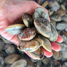 국내산 해감 참바지락 생물 바지락, 1개, 1kg