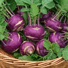 [마감초특가]30박스한정 고당도 제주 콜라비, 10kg, 1박스