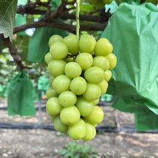 프리미엄 최상품 그리미농원 샤인머스켓 망고향 고당도 포도, 1박스, 프리미엄 2kg(2~3수)