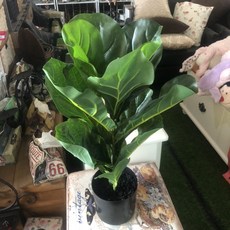 House傢飾館 仿真人造樹52CM琴葉榕(手感葉面) 限量款/新發售