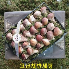 [친환경 만족도1등]곡성 참송이버섯 100%국산배지만 사용 (중국산 주의/2시이전 주문시 내일도착), 1박스, 참송이 선물세트