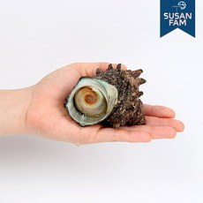 산지직송 거제 해녀 참 소라 자연산 뿔소라 회 1kg, 원물 1kg[해수제외 250g 내외], 1개