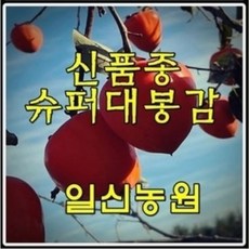 [일신농원] 각종묘목 90여종 감 대봉 단감 대추 사과 배 밤 포도 복숭아 자두 매실 살구 체리 등 /유실수/약용수/정원수/꽃나무, 1개, A6 왕대봉감 (2년특묘)