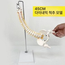 골반 모형 인체 골격 요추 교육용 뼈 해부학 여성 척추, 45cm 다이나믹 척추 모델, 1개, 기본 색상