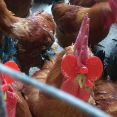 꿩안경 닭싸움방지 간편눈가리개 중사이즈1p 닭안경 실외기비둘기 병아리사료, 없음