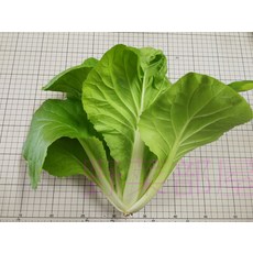 【野菜部屋~】F31 蜜雪兒小白菜種子 中包裝 生長快 抽苔晚, 1包