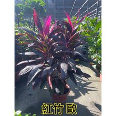 霏霏園藝 紅竹盆栽, 紅盆800元, 1個