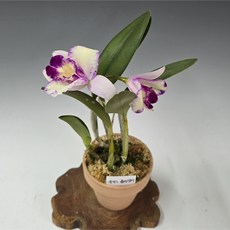 라이스홀리데이/카틀레아(이태리토분)B, 1개