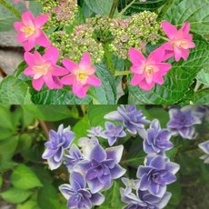 彼得潘 Peter Pan 日本繡球花 花瓣如精靈般優雅, 3吋盆（粉色）, 粉色