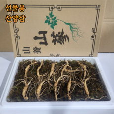 산삼 강원도 인제 산양삼 1200고지 장뇌삼 야생 방치 산양산삼, 1박스, 8년근(특상품)선물용 5뿌리