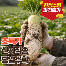 [농장직송] 프루티 제주 세척 월동무, 1개, 3kg 내외