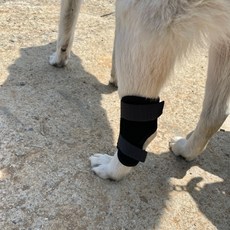 슬개골 대형 강아지 보호대 탈구