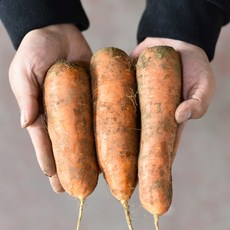 [입점 특가] 제주 구좌 햇 당근 국내산 제주산 흙 당근, 1개, 상 5kg