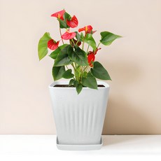 Hwabunworld 現代線條方形花盆 + 托盤組, 1套, 石灰色