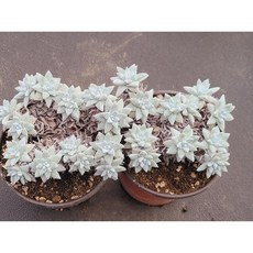 다육식물 화이트그리니 1+1 (10두이상 선별) 농장직송 로뎀다육