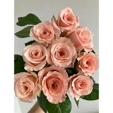 <에밀리정원> '장미의 여왕' 캐롤라인장미 5대 생화 택배, 화이트+핑크, 1개
