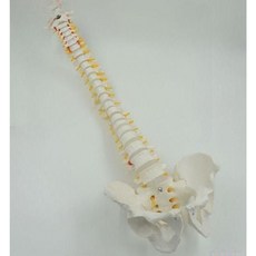 척추 모형 85cm 모형도 뼈 인간 병원 교육 해부학 인체모형 정형외과 골격, 3. 85cm 화이트(매달이 대퇴골 포함)