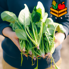 당일경매하여 신선한 국내산 달달한 시금치, 1개, 1kg