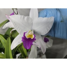 [루반정원] 카틀레야 설화 (향기좋아요), 1개