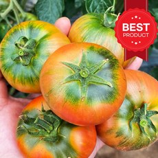 [노마진초초특가] 산지직송 신선보장 짭짤이 대저토마토, 1박스, 1kg