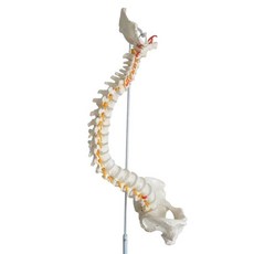 척추 모형 모델 디스크 골반 경추 허리 요추 실제크기, E1