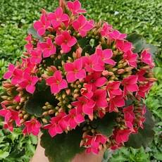 [무지개꽃/ 색상선택] 카랑코에 (홑꽃), 1개, 05. 분홍 (루닥)