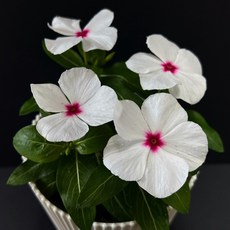 두주의정원 일일초 매일초 야생화 꽃모종 실내화초, 흰색, 1개