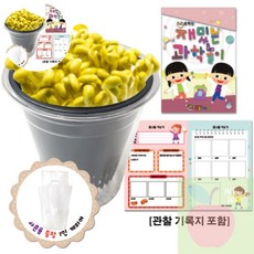 AP 어린이만들기재료 콩나물 키우기 관찰기록지포함