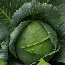 국산 싱싱한 양배추 대용량 3통, 1세트, 8kg