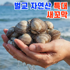[한정기획특가]자연산 새꼬막 벌교 꼬막 특대, 1박스, 2kg