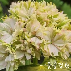 써니피치라임 한국제라늄 스텔라제라늄