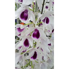 Den anosmum 雪中紅瀑布蘭/日本進口/秋冬落葉/一老帶一新芽/需換盆, 1個