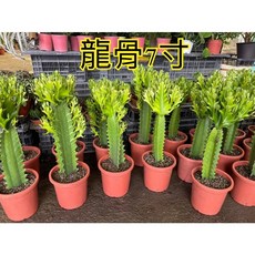 霏霏園藝 龍骨仙人掌 7吋盆, 1個