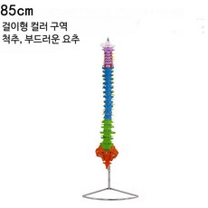 45cm 인체 골격 모형 골반 대퇴골 미골 경추 교육용 모델 J_80cm 컬러 척추뼈, 1개
