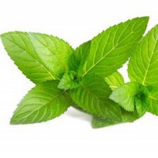 페퍼민트 (Peppermint F.O)프래그런스오일, 10ml, 1개