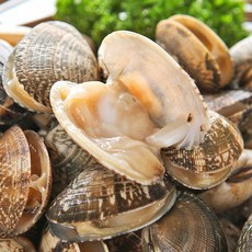 통수산 남해안 해감 활 왕 바지락 깐바지락 500g 300g, 활바지락500g(국내산)