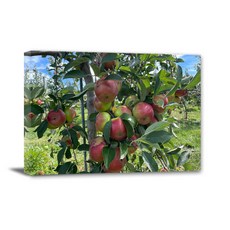 KAVORA 풍수에 좋은 사과 과일 그림 금전운 인테리어 액자 그림 캔버스액자 주방 거실 풍수인테리어, 15